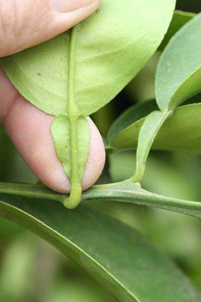              Petiole (Riverside, CA)       